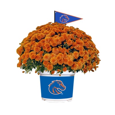 Boise State Broncos Summer/Fall Team Color Mums
