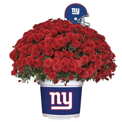 New York Giants Team Color Mum