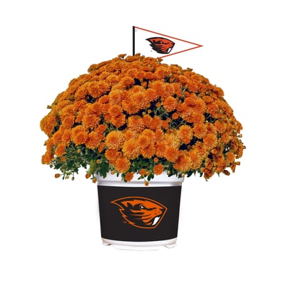 Oregon State Beavers Team Color Mum
