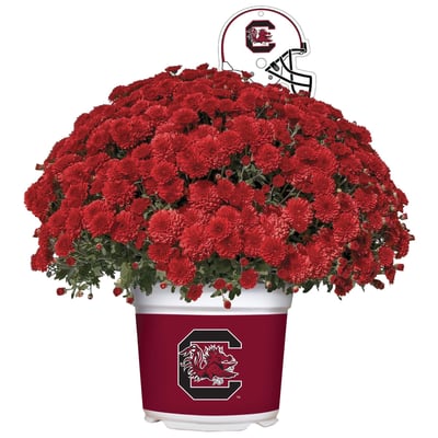 South Carolina Gamecocks Team Color Mum