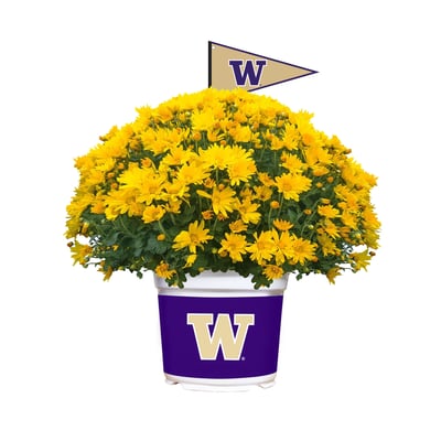 Washington Huskies Summer/Fall Team Color Mums